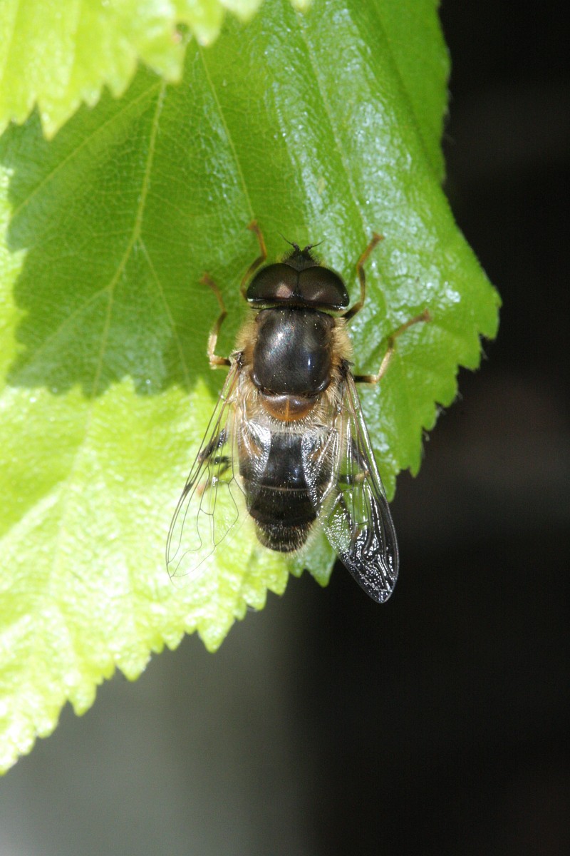 Eristalis arbustorum